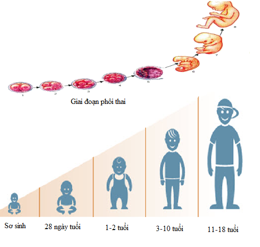 Sinh trưởng và phát triển ở động vật - ảnh 1