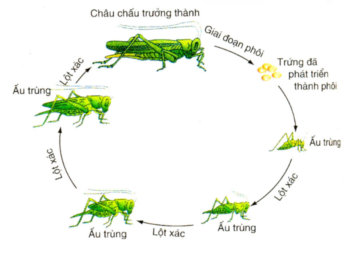 Bài tập sinh trưởng và phát triển ở động vật - ảnh 2