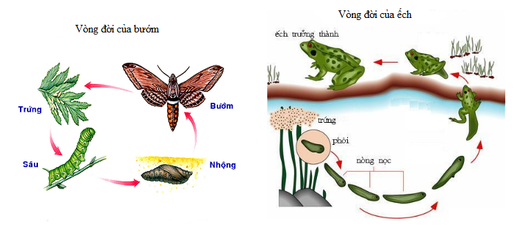 Sinh trưởng và phát triển ở động vật - ảnh 3