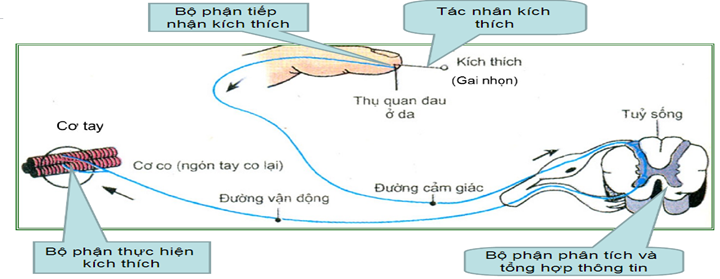 Bài tập về cảm ứng ở động vật - ảnh 1