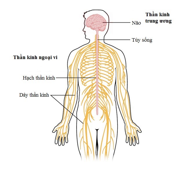 Bài tập về cảm ứng ở động vật - ảnh 4