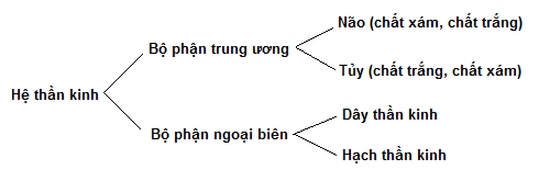 Bài tập về cảm ứng ở động vật - ảnh 5