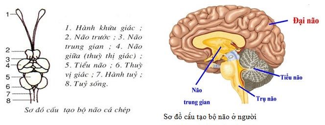 Bài tập về cảm ứng ở động vật - ảnh 6