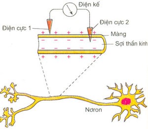 Bài tập điện thế hoạt động và sự truyền tin qua xinap - ảnh 1