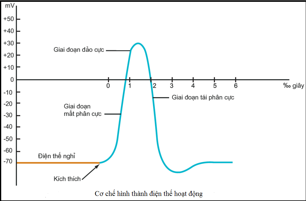 Bài tập điện thế hoạt động và sự truyền tin qua xinap - ảnh 3