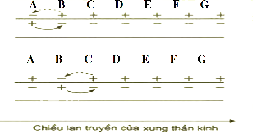 Bài tập điện thế hoạt động và sự truyền tin qua xinap - ảnh 4