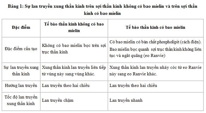 Bài tập điện thế hoạt động và sự truyền tin qua xinap - ảnh 6