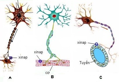 Bài tập sự truyền tin qua xinap - ảnh 1