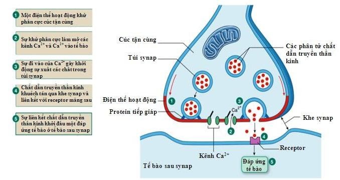 Bài tập sự truyền tin qua xinap - ảnh 3