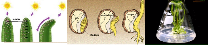 Hoocmon Thực vật - ảnh 2