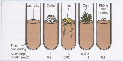 Hoocmon Thực vật - ảnh 3