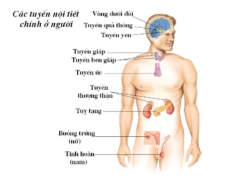 Bài tập các nhân tố ảnh hưởng đến sự sinh trưởng và phát triển ở động vật - ảnh 1