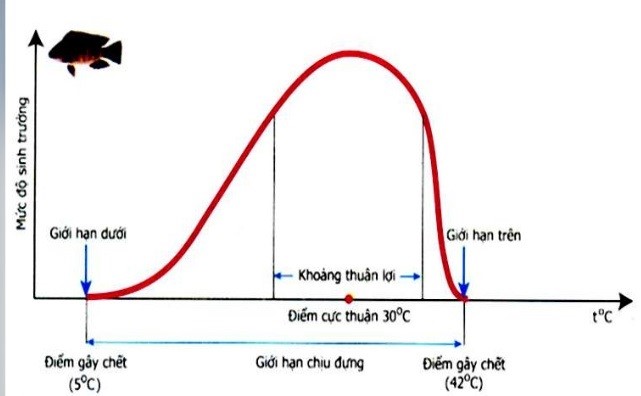 Bài tập các nhân tố ảnh hưởng đến sự sinh trưởng và phát triển ở động vật - ảnh 5