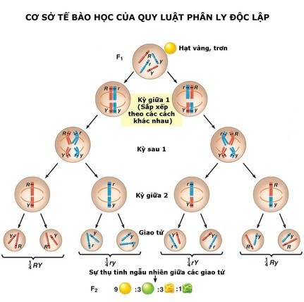 Quy luật phân ly độc lập - ảnh 1