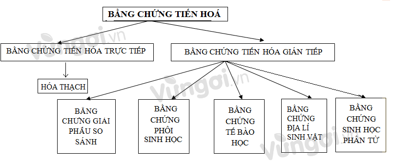 Bài tập các bằng chứng tiến hóa - ảnh 2