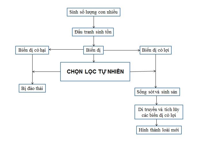 Bài tập học thuyết tiến hóa Dacuyn - ảnh 2