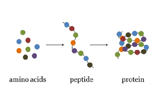 Protein - ảnh 1