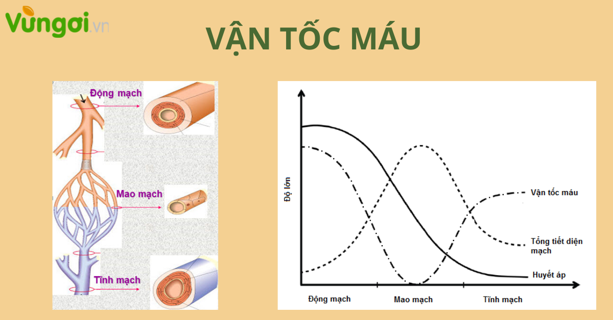 Làm thế nào vận tốc máu chảy ở mao trở nên chậm nhất trong hệ mạch?
