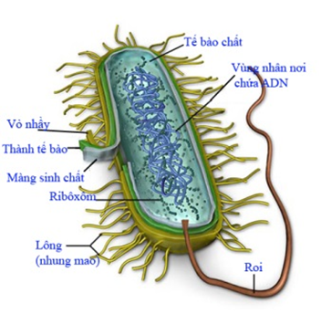 Cấu tạo của tế bào vi khuẩn