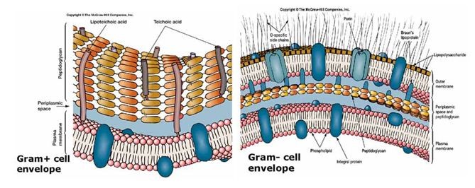 Cấu tạo của thành tế bào vi khuẩn Gram dương và Gram dương âm