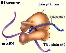 thành phần hoá học của ribôxôm gồm