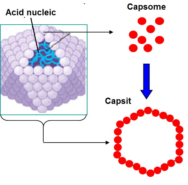 Khái quát về virus - ảnh 1