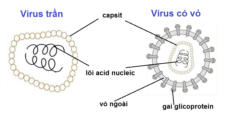 Khái quát về virus - ảnh 2