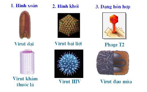 Khái quát về virus - ảnh 3