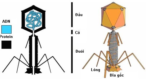 Virus gây bệnh và ứng dụng  - ảnh 1