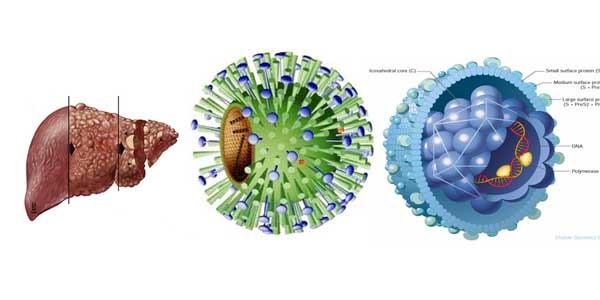 Virus gây bệnh và ứng dụng  - ảnh 3