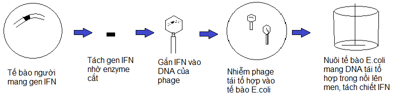 Virus gây bệnh và ứng dụng  - ảnh 4