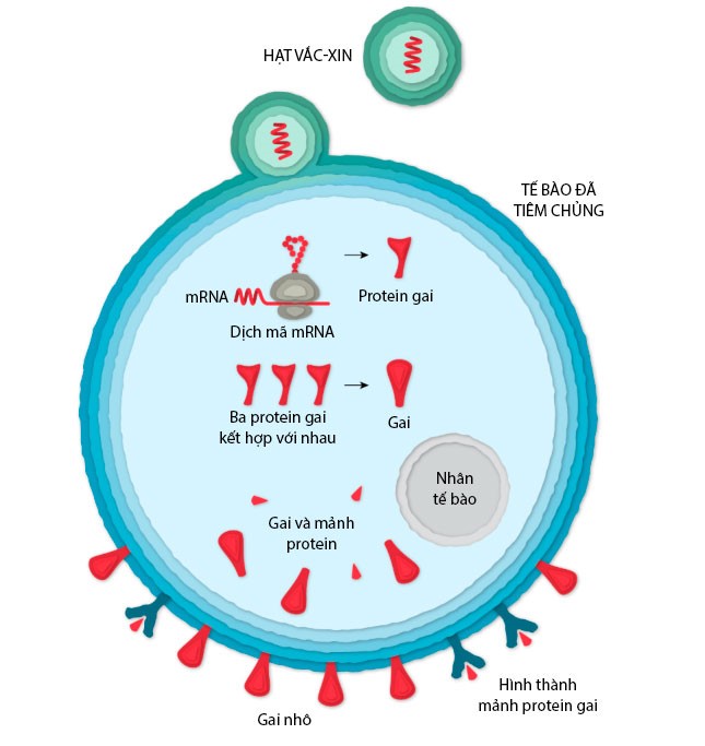 Virus gây bệnh và ứng dụng  - ảnh 5