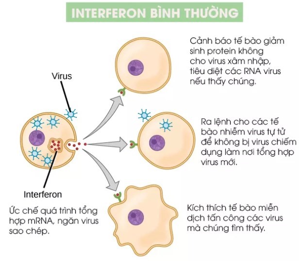 Virus gây bệnh và ứng dụng  - ảnh 6