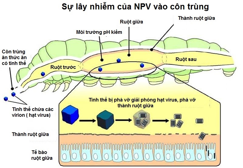 Virus gây bệnh và ứng dụng  - ảnh 7