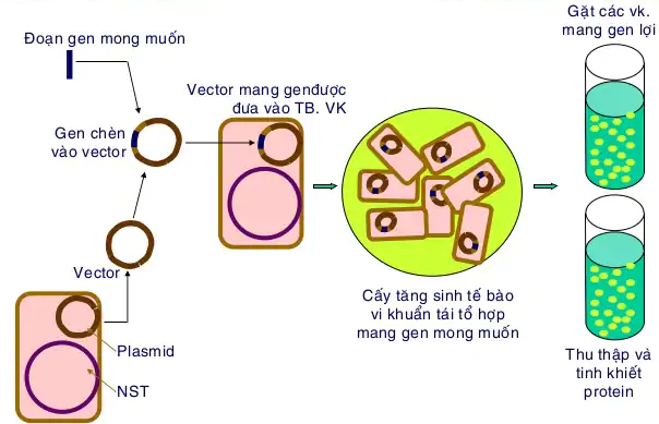 Quá trình tổng hợp và phân giải các chất ở VSV - ảnh 3