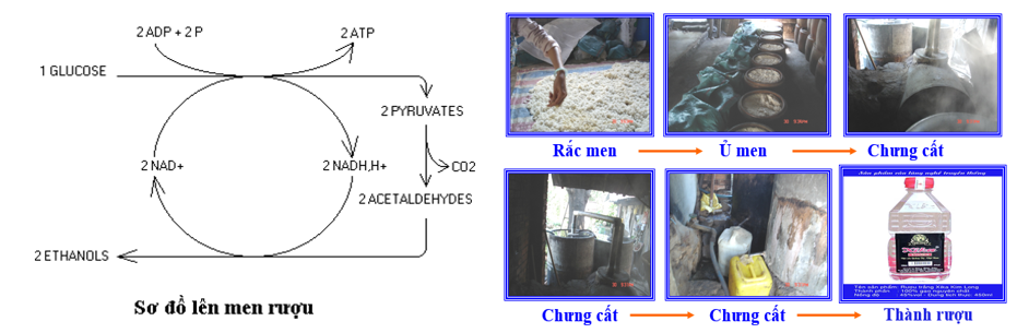 Quá trình tổng hợp và phân giải các chất ở VSV - ảnh 6