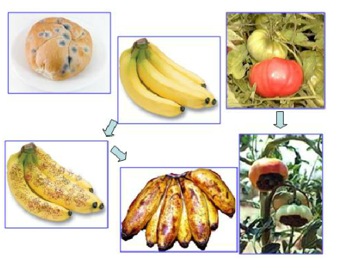 Quá trình tổng hợp và phân giải các chất ở VSV - ảnh 9