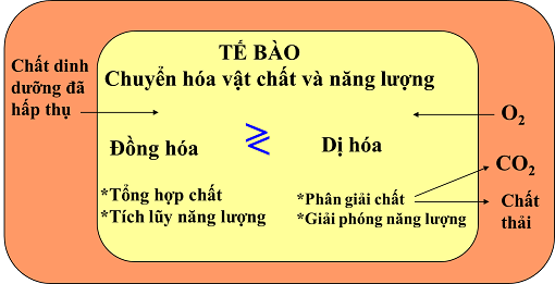 Quá trình tổng hợp và phân giải các chất ở VSV - ảnh 10