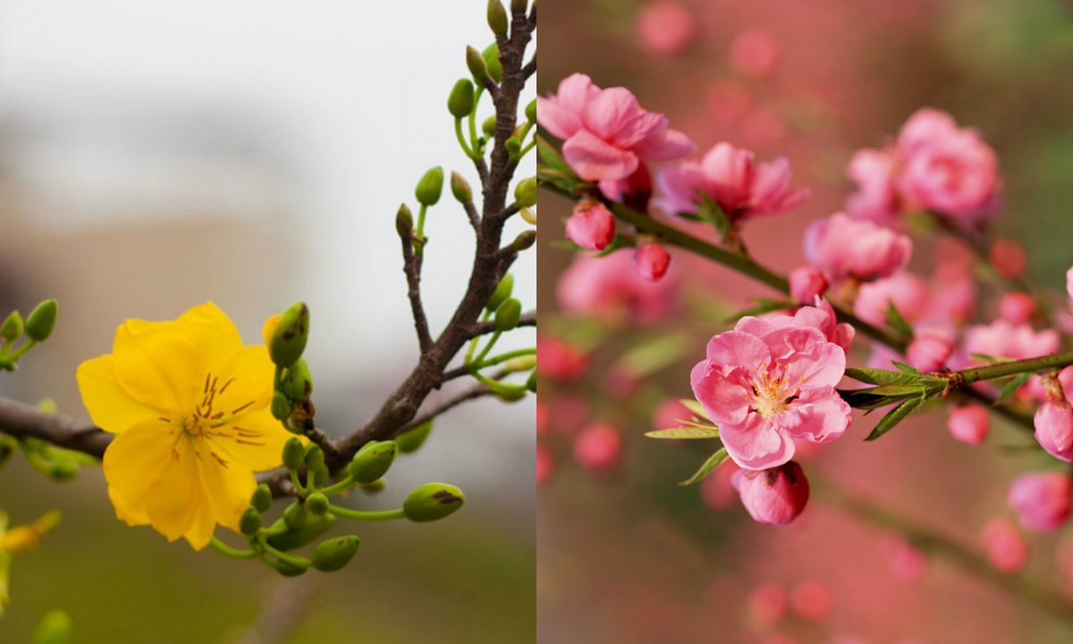 Điền từ vào chỗ trống để được các câu giới thiệu về các loài hoa: