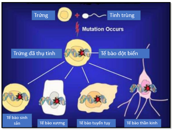 Bài tập trắc nghiệm và tự luận môn sinh học lớp 12 về đột biến gen