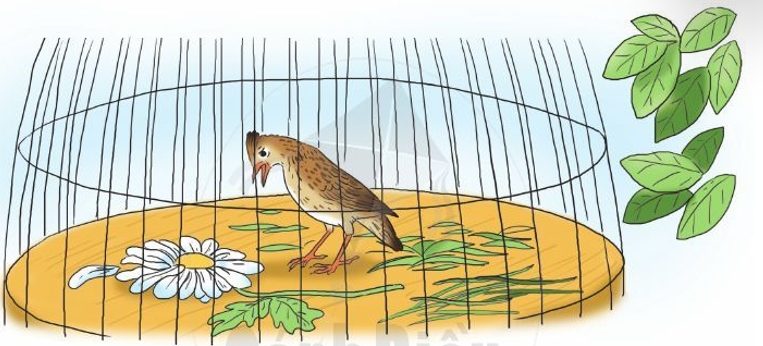 Kinh nghiệm chọn và nuôi chim sơn ca chuẩn | Yêu Thú Cưng