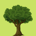 Bài 4: Nghe kể: Chuyện của cây sồi
