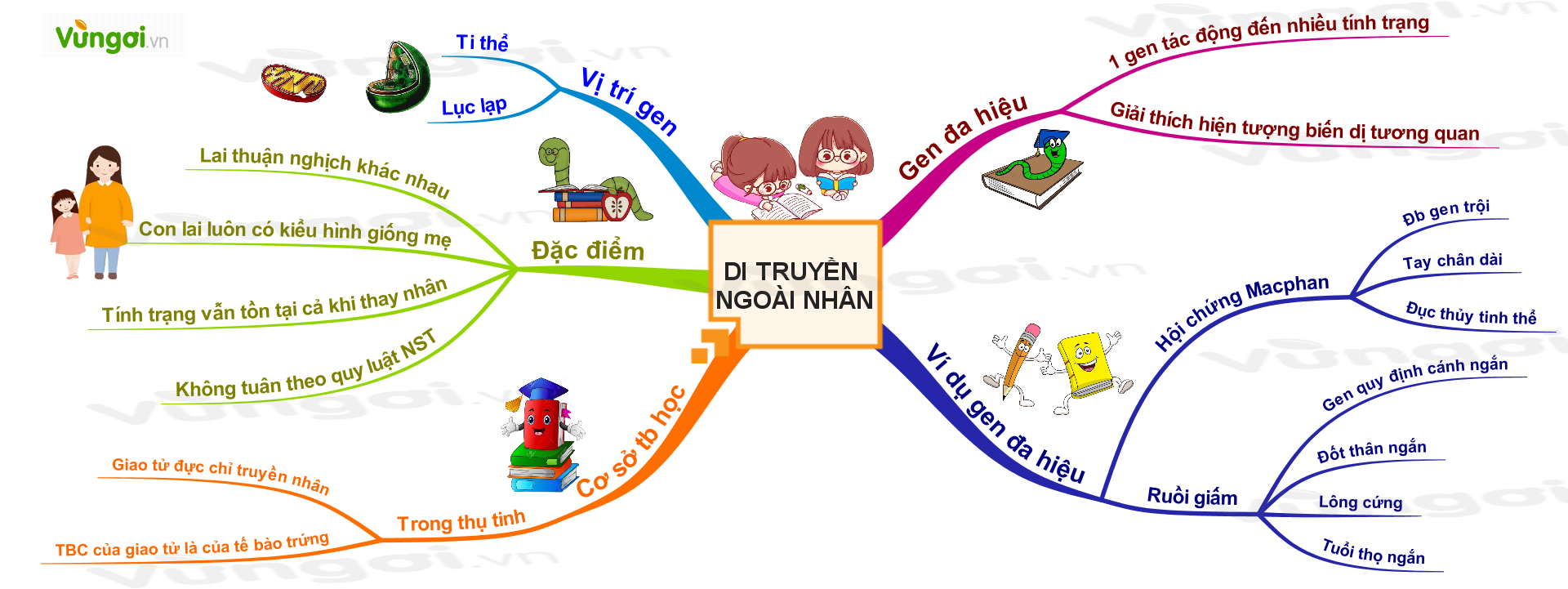 Di truyền ngoài nhân và tác động đa hiệu của gen - ảnh 1