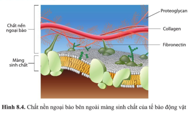 Cấu trúc và chức năng của màng sinh chất  Giải bài 2 trang 46 SGK Sinh 10