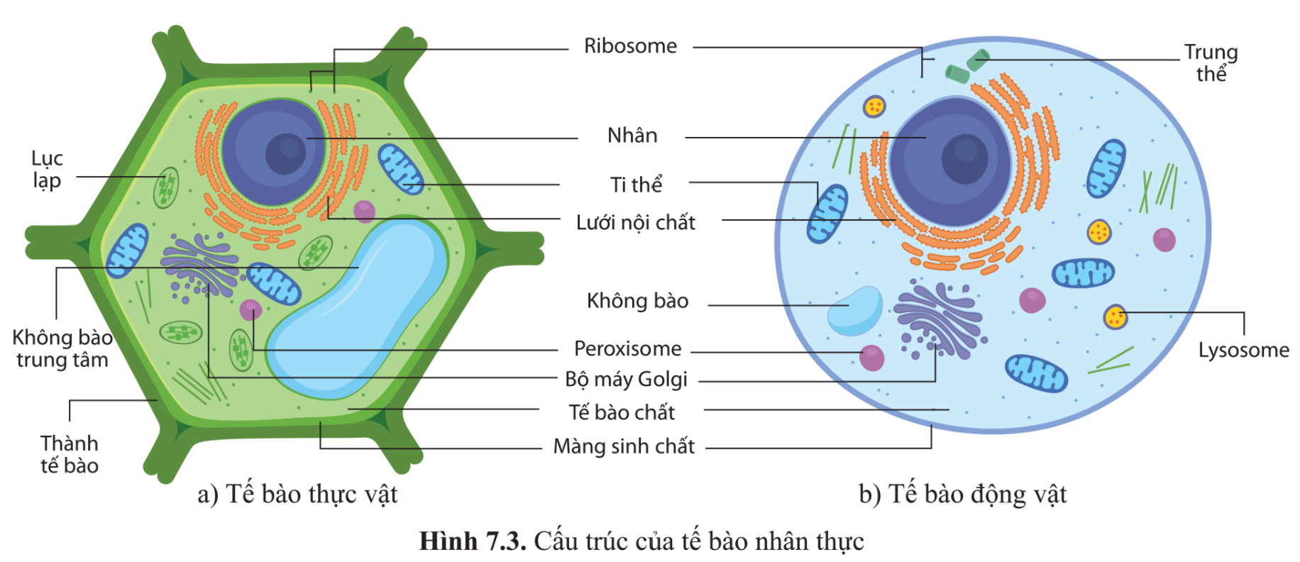 Mô hình cấu trúc tế bào thực vật