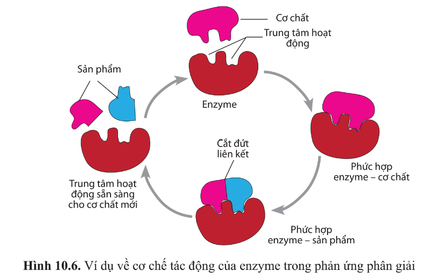 Tổng hợp 84 hình về mô hình enzyme lipase  NEC