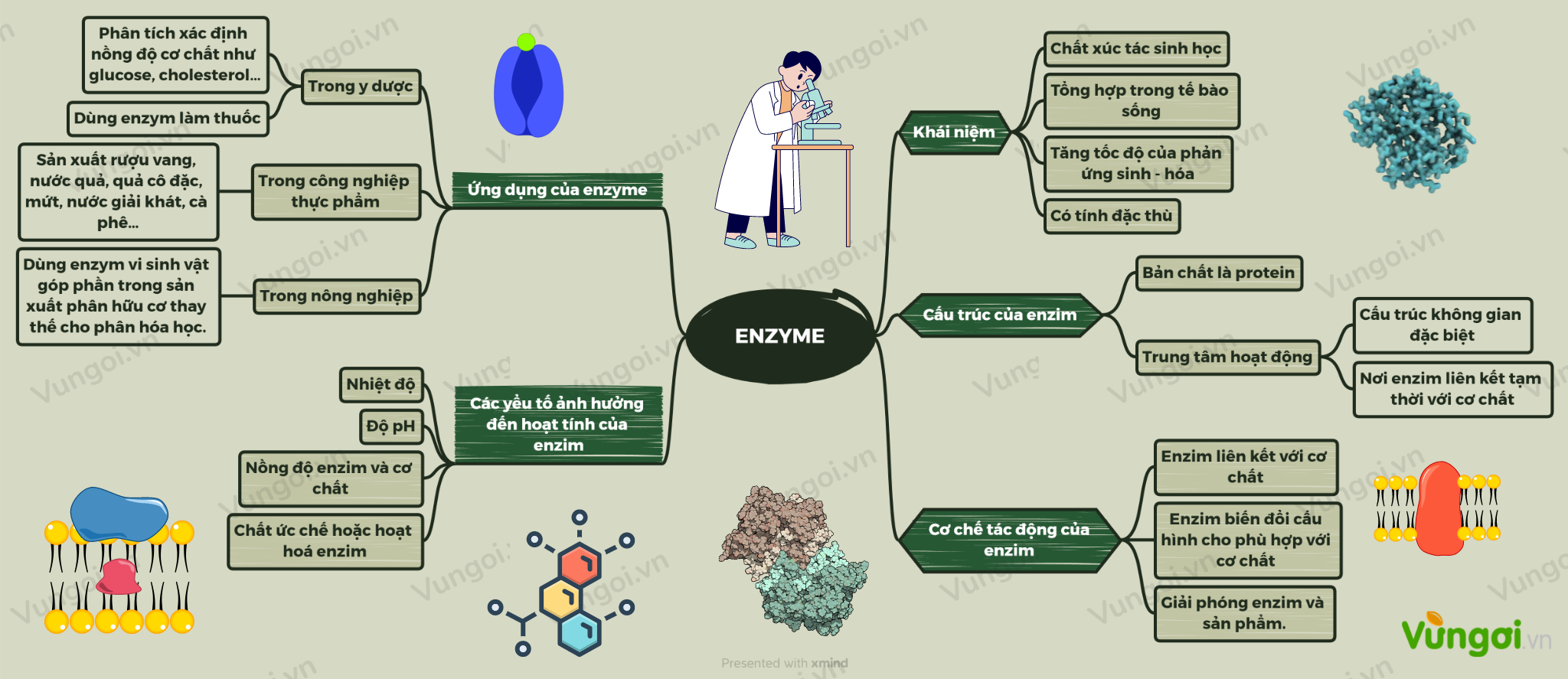 Lý thuyết sơ đồ tư duy enzyme sinh 10