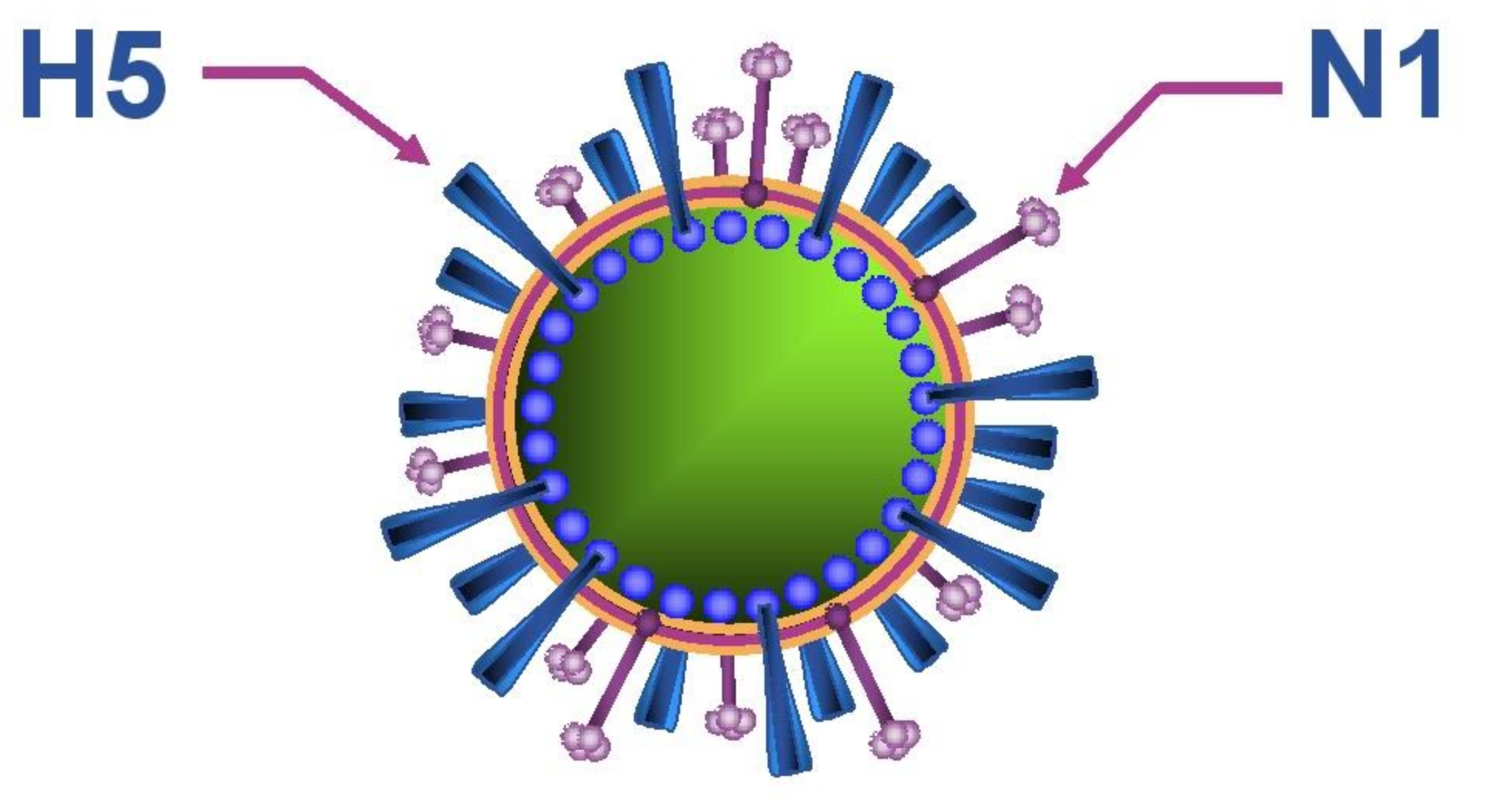 Грипп н5. Вирус h5n1. Вирус гриппа h5n1. Птичий грипп строение вируса.