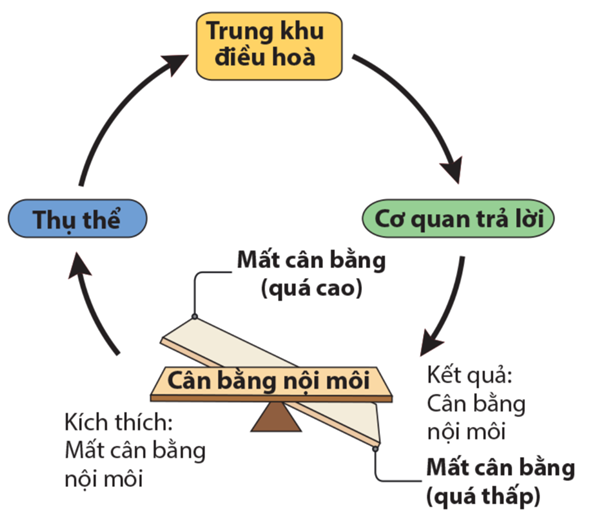 Lý thuyết cơ chế điều hòa cân bằng nội môi sinh 11